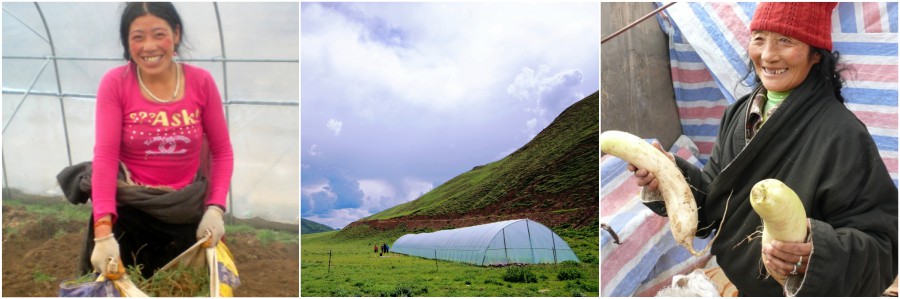 Tibet Relief Fund annual review: The Greenhouse Effect